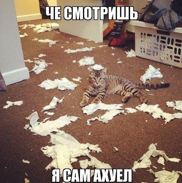 Че смотришь? Я сам не ожидал..