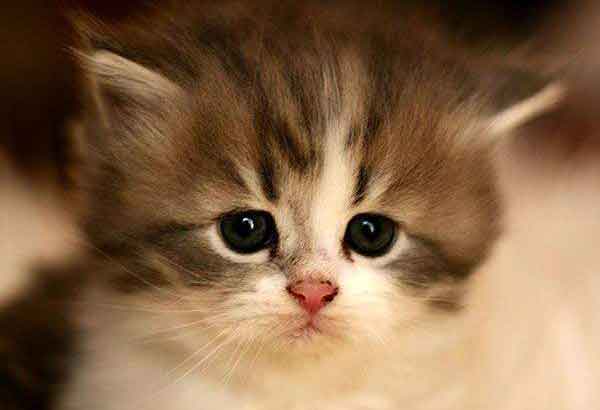 думы мои,думы - тяжело мне с вами...