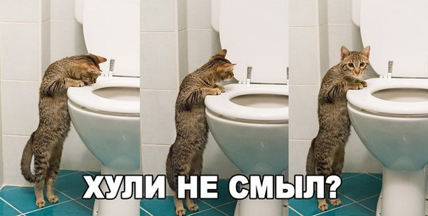 Как они отсюда пьют?