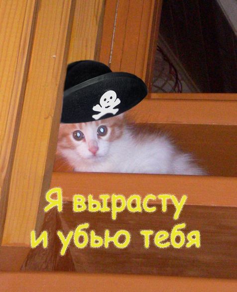 кот по кличке "пират"