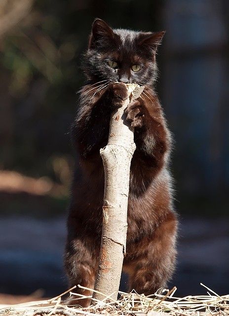 Нюхают... Кто-то пометил, а ты нюхай, нюхай...!!!