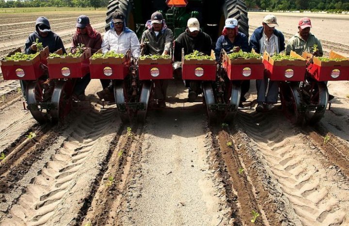 шайтан-сеялка