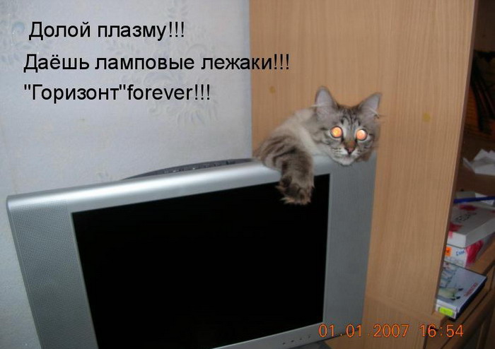 Любимая грелка котика