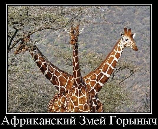 Африканский змей-Горыныч