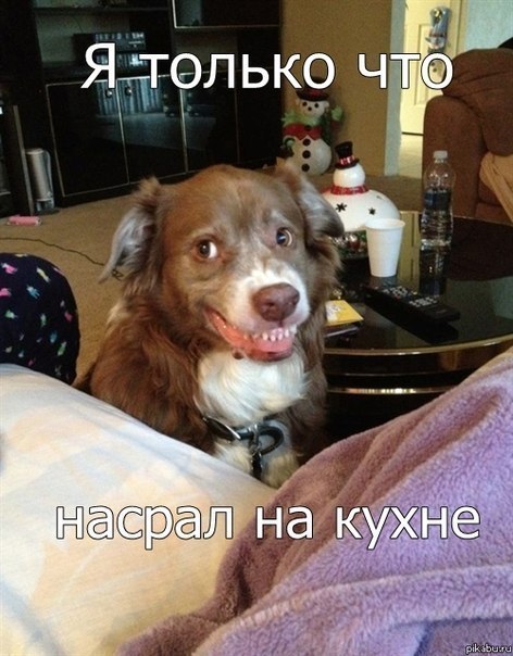 Что я... я просто честный