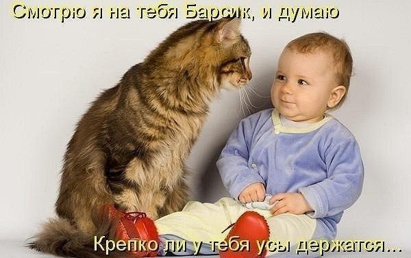 Может проведем несложный тест, Барсик?