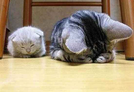 Сочувствует