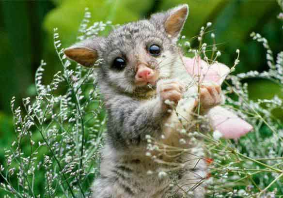 Лх печальный. 1 шт. ...!!!