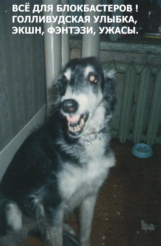 Кто мне насыпал Вискаса?