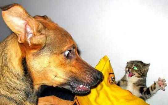 А-а-а-а-а! Шарик!! Ты тут откуда взялся?? Чуть сердце не выскочило!..