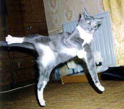 А я еще могу "польку-бабочку" сплясать..