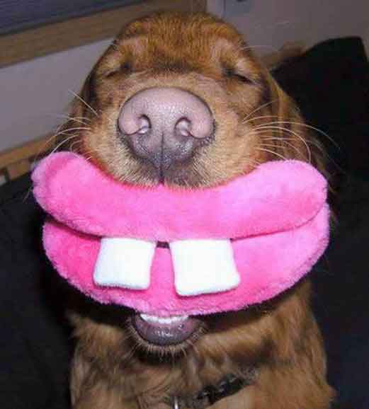 Собака улыбака)))