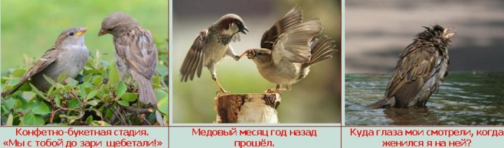 стадии брака