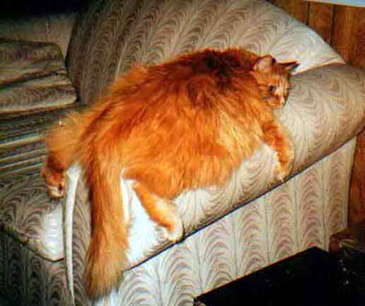 и еще мух отгоняй!