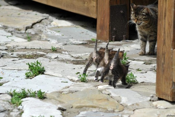 хвостатые-полосатые