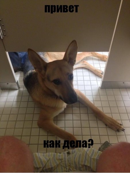 привет.. как дела?