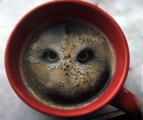 Хит сезона - коктейль совабум. Кофе с марихуаной.