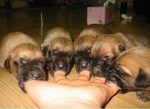 Этому дала, и этому дала и тому дала...