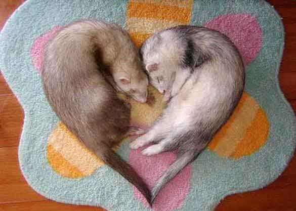 TOGETHER FOREVER