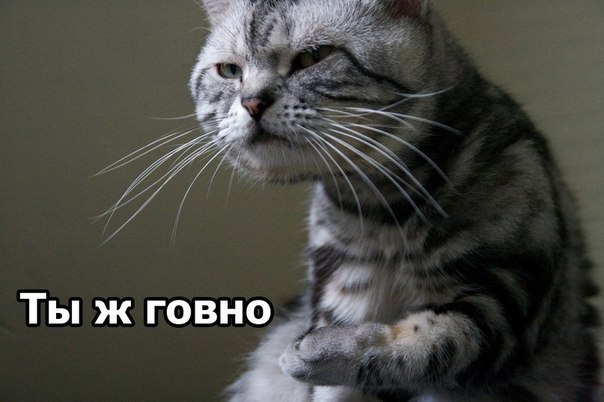 кот алигарх разговаривает с алигатором