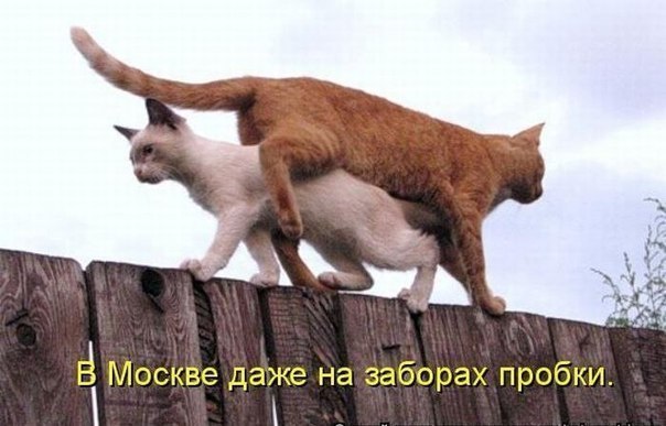 Пробки на заборах