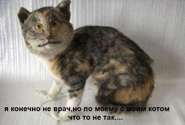 Что-то не так с хозяином кота.