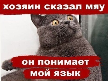 прикольно , особенно взгляд кота