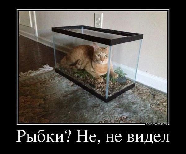 Какие еще рыбки?