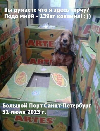 торчищ,,значит  под тобой точно кокоин