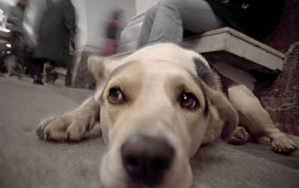 Не грусти хозяин. Я тебя дождусь...