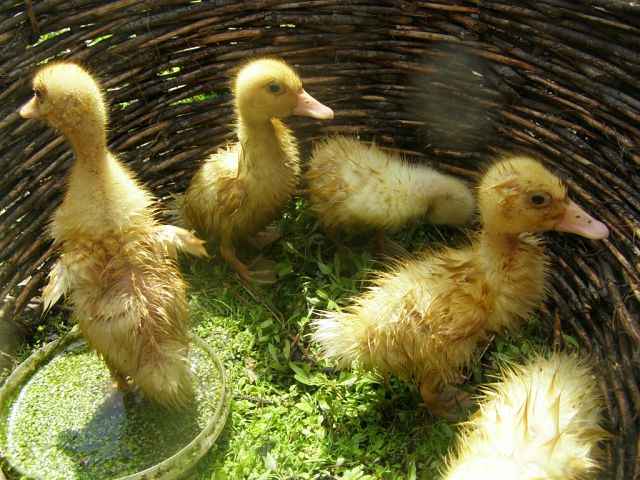 Просыпайтесь, лягушата, Я читать вас научу! Стройтесь, мокрые утята. Мы пойдём сейчас к врачу!