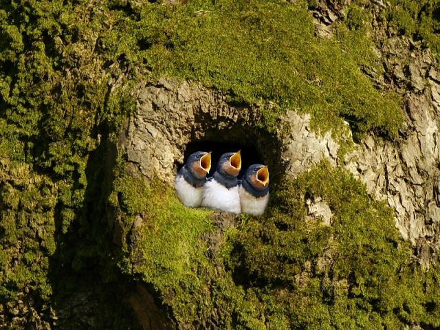 Ааааа-лелуя!