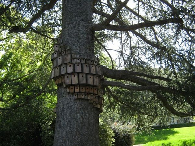 Птичья общага