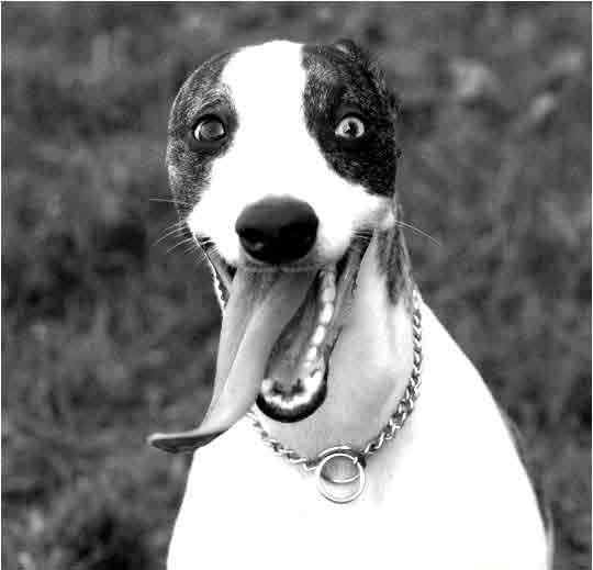 язык мой - друг мой!