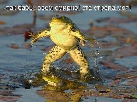 лягушка - не лохушка