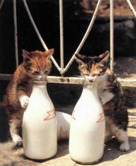 Слышь, рыжий, говорят эта штука под вискас хорошо идёт!