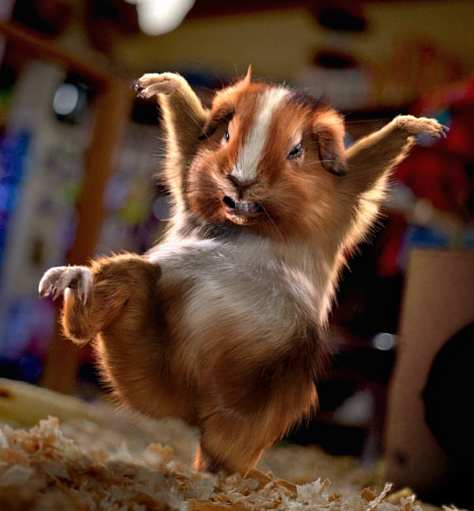 Ниндзя-хомячок