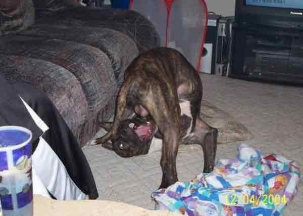 Когда псу делать нечего, он яйца лижет...