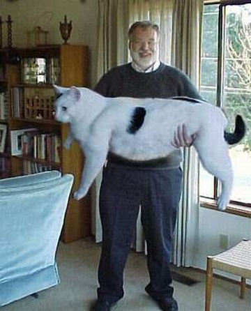 Ого вы ему столько жрачки давали