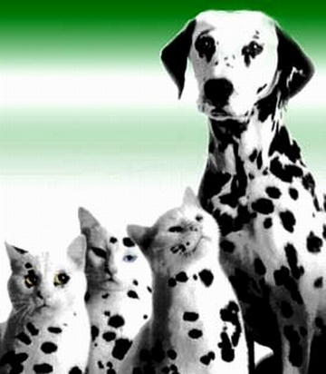 Маскировка 80 лвл