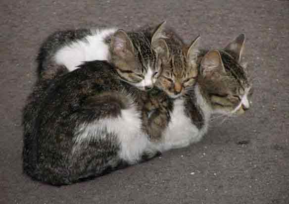 У мамы всегда хорошо...