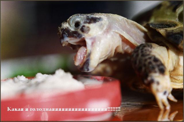 Ух ты,ЕДААА!!!