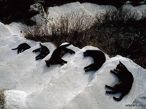 кошачий курорт