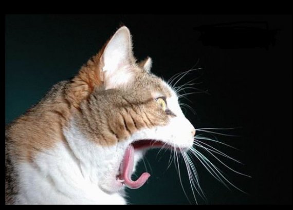 я сказал,дай вискас!!!