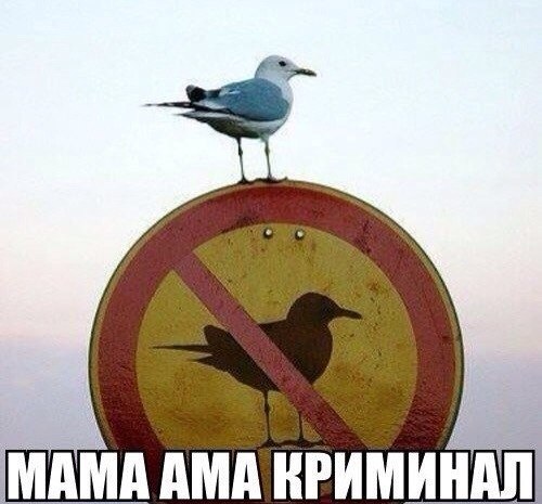 В Законе что написано: какая-то чёрная птица, а я - белая, пушистая, конкретная Чайка!