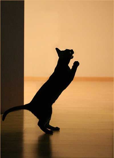 пошли мне бог колбаску или мышку