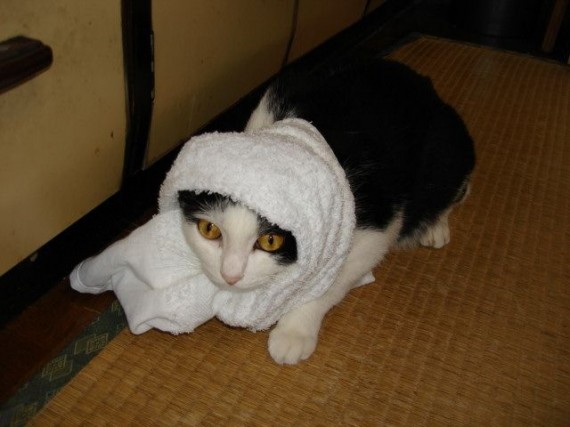 прикинусь больным.. может котлетой полечат..