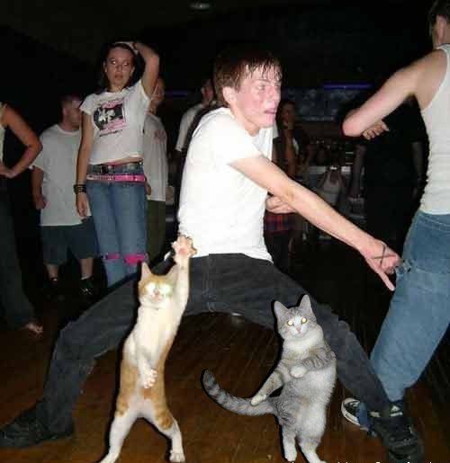 А шо???коты тоже зажыгают!!!