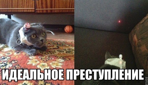 Как озадачить кота на всю жизнь