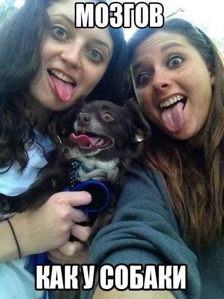 Мозгов как у собаки.
